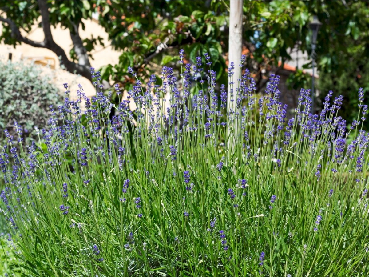 contact-yachts-220117-072911_0001