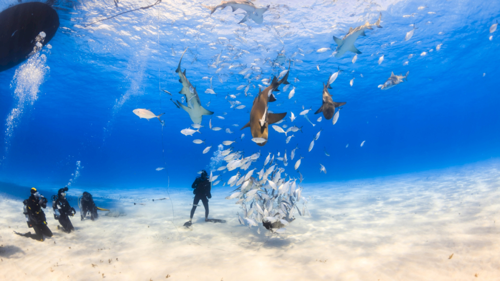 contact-yachts-bahamas_0001