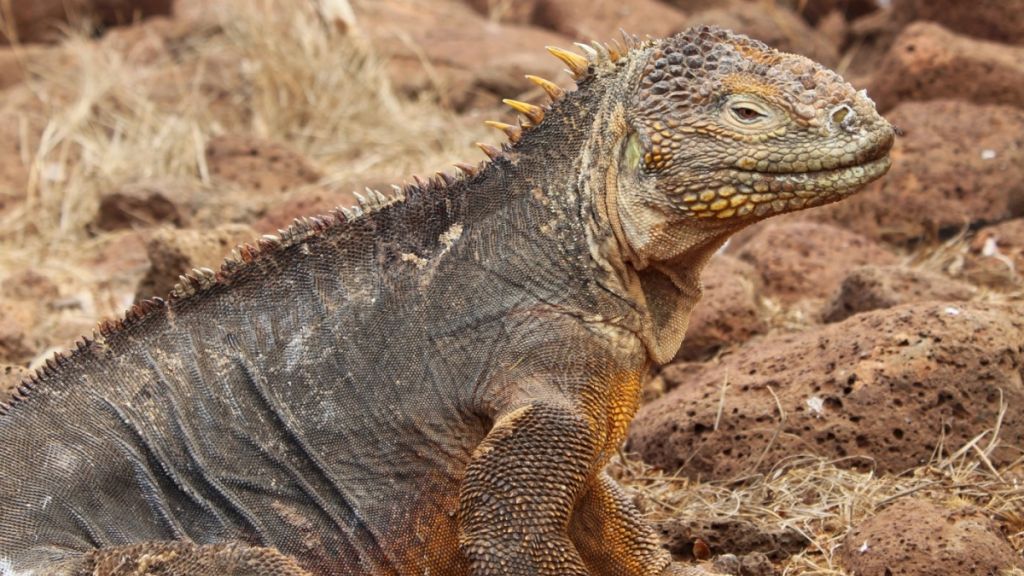 Underwater world in Galapagos Islands - Yacht charters with Contact Yachts company